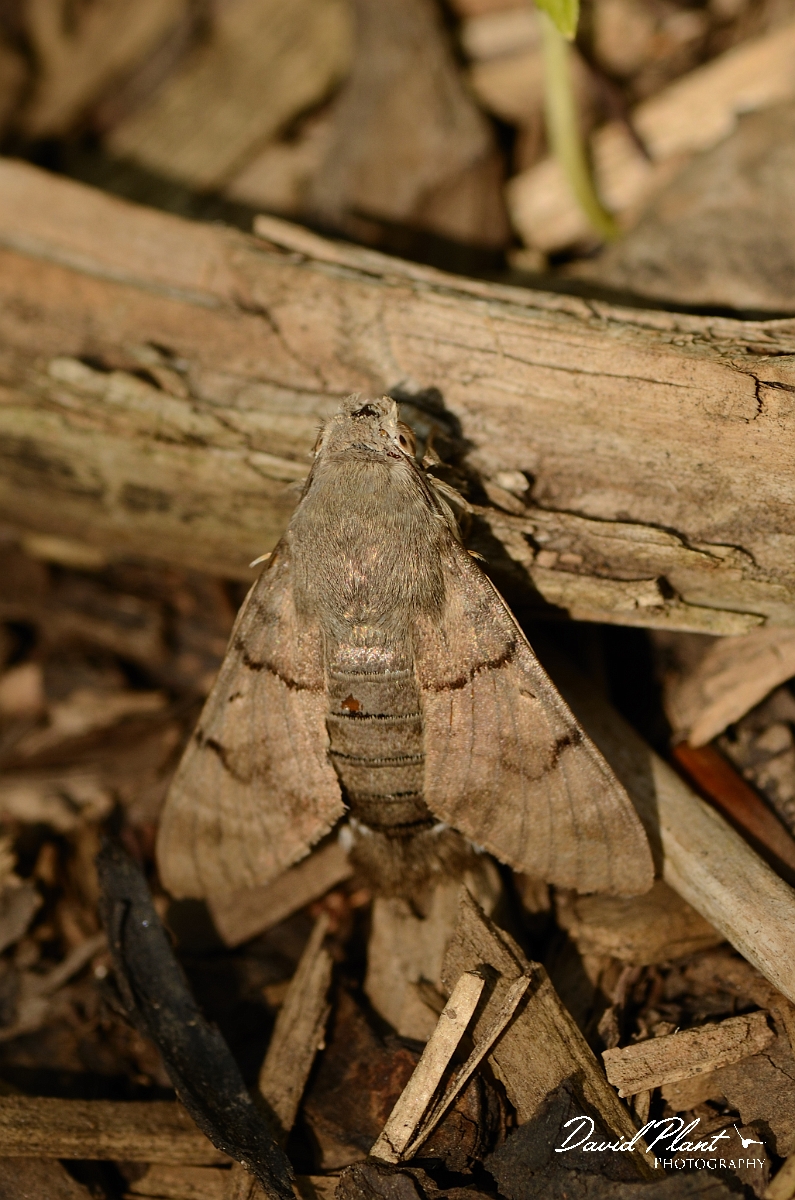 David Plant Photography - Wildlife Photography - Hummingbird hawkmoth - A.jpg - Hummingbird hawkmoth - Cotswolds